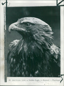 Golden Eagle. - Vintage Photograph