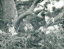 Bird Eagle. - Vintage Photograph