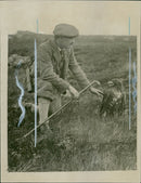 A Golden Eagle. - Vintage Photograph