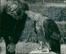 Mr Phillip Glasier with his largest bird,a golden eagle. - Vintage Photograph