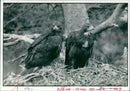 Golden eagle chicks have grown. - Vintage Photograph