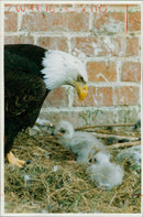 Two american bald eagle chicks with their mother. - Vintage Photograph