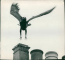 Ernie a lesser spotted african eagle. - Vintage Photograph