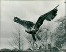 Eagle Bird - Vintage Photograph