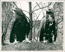 Eagle Bird - Vintage Photograph