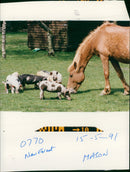 Animal and House. - Vintage Photograph