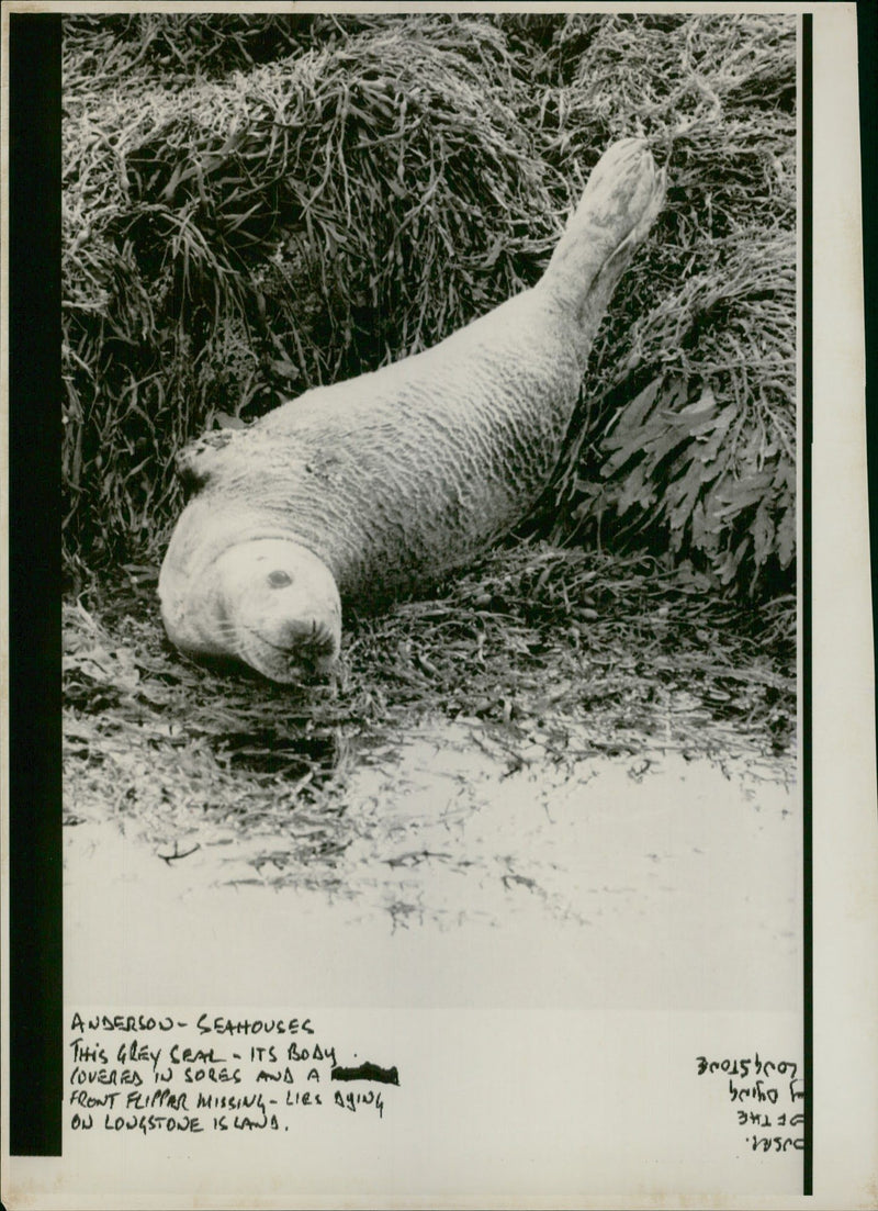 Animal Seal. - Vintage Photograph