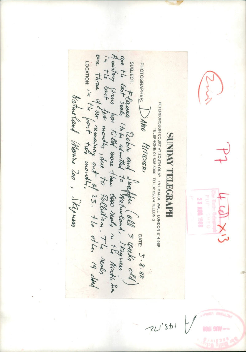 The Last Seal to be admitted to the Natureland. - Vintage Photograph