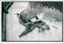 The Last Seal to be admitted to the Natureland. - Vintage Photograph