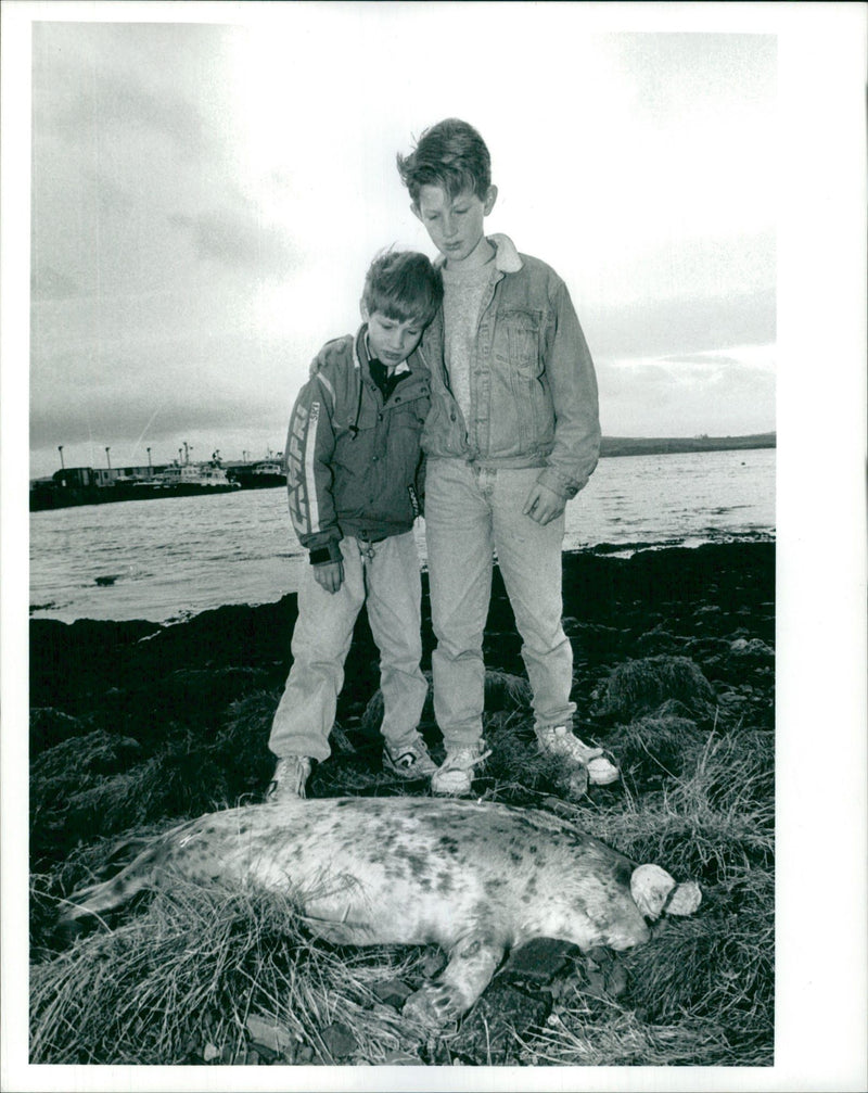 Animal Seal. - Vintage Photograph