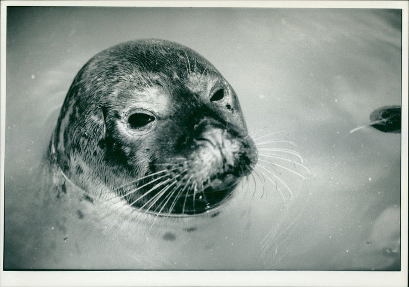 Animal Seal. - Vintage Photograph