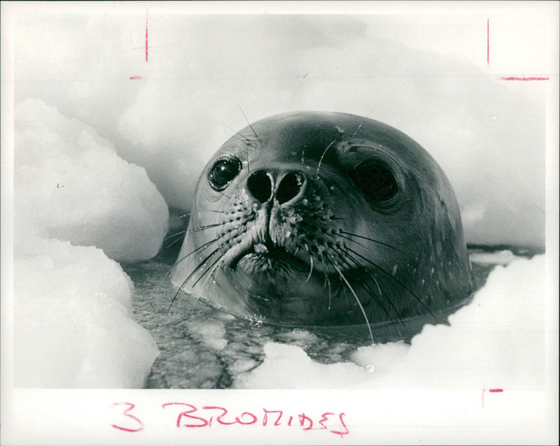 Animal Seal. - Vintage Photograph