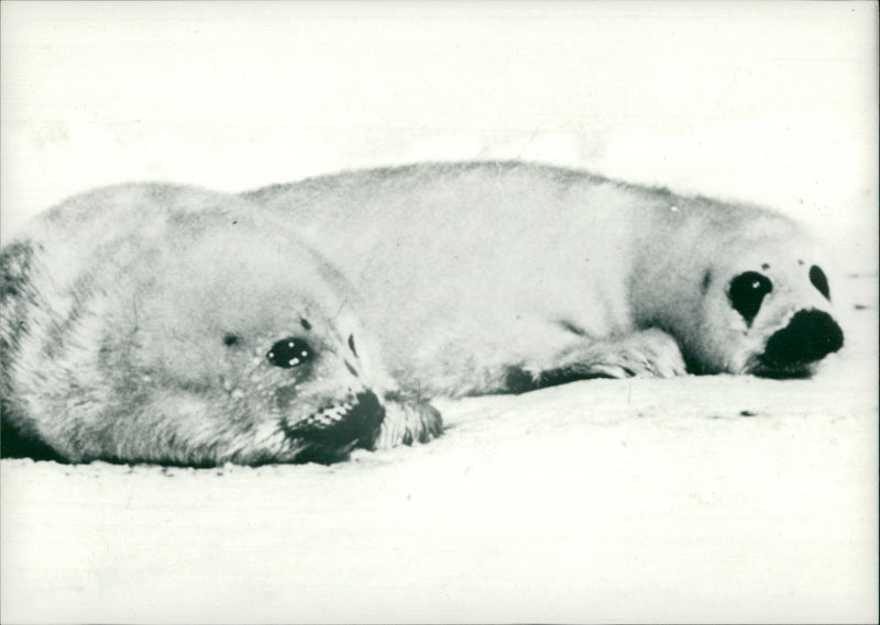 Animal Seal. - Vintage Photograph