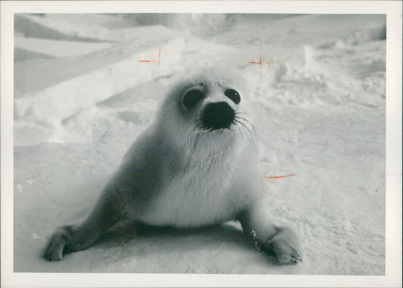 Animal Seal. - Vintage Photograph