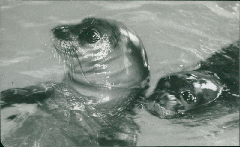 Animal Seal. - Vintage Photograph