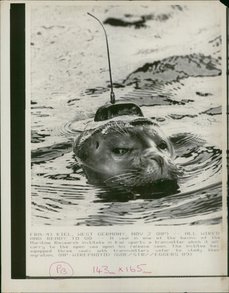 Animal Seal from west germanys maritime research. - Vintage Photograph