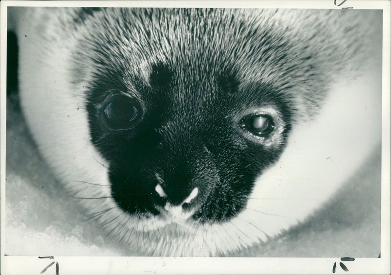 Animal Seal. - Vintage Photograph