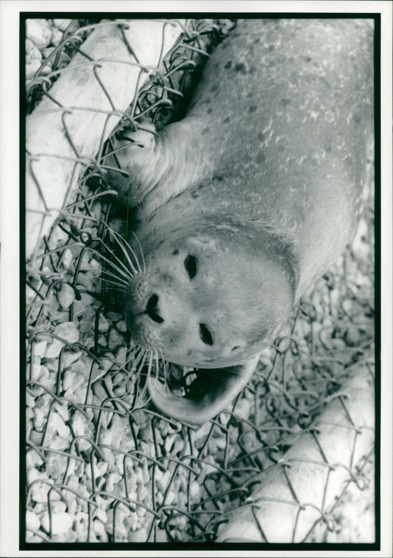 Animal Seal. - Vintage Photograph