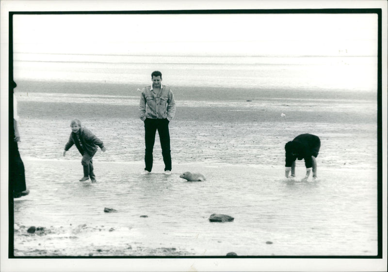 Animal Seal. - Vintage Photograph