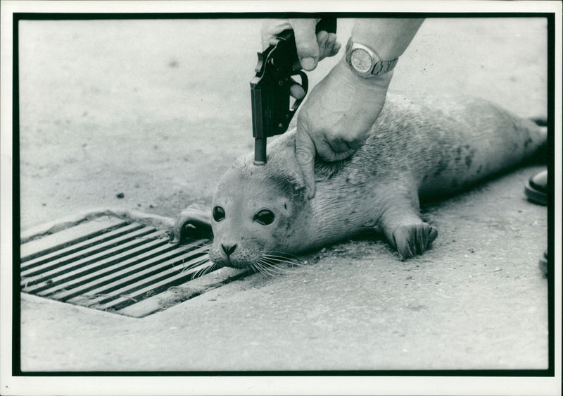 Animal Seal. - Vintage Photograph