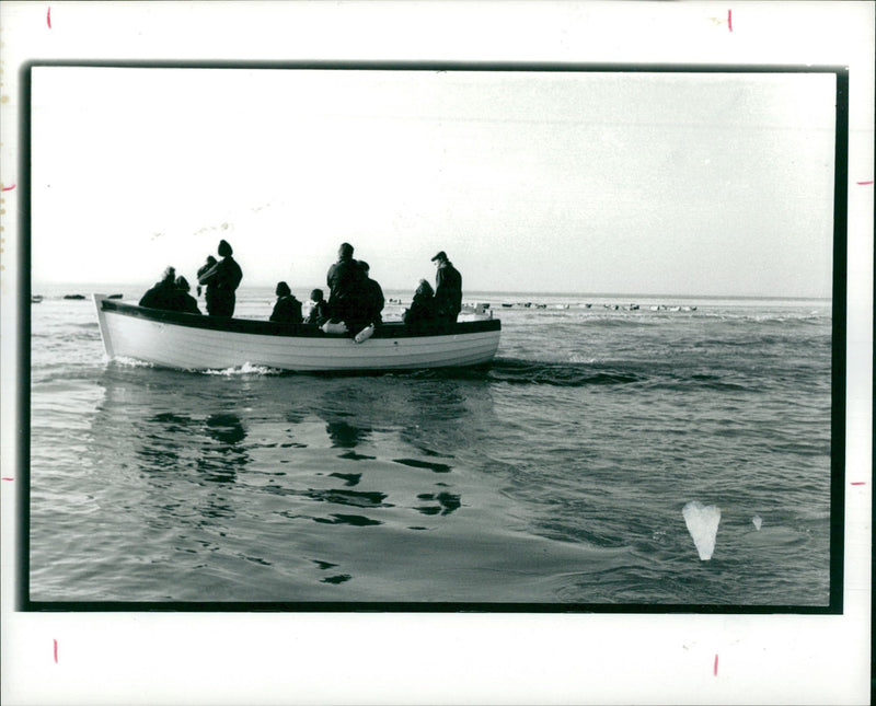 Animal Seal. - Vintage Photograph