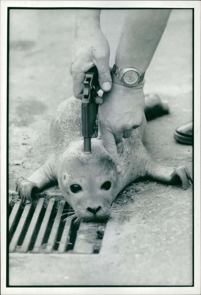 Animal Seal. - Vintage Photograph