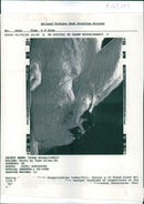 Animal Rabbit. - Vintage Photograph