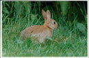 The Animal also Rabbit. - Vintage Photograph