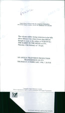 The Volcano Rabbit facing extinction in the hills. - Vintage Photograph