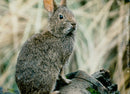 The Volcano Rabbit facing extinction in the hills. - Vintage Photograph