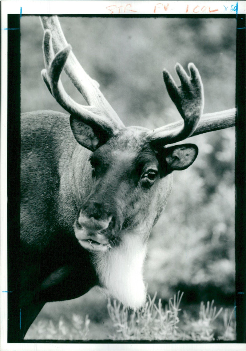 Animal Reindeer. - Vintage Photograph