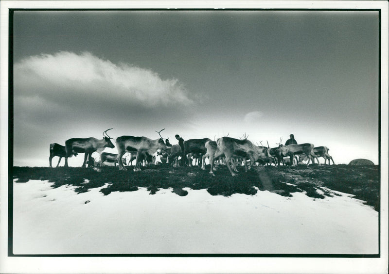 Animal Reindeer centre. - Vintage Photograph