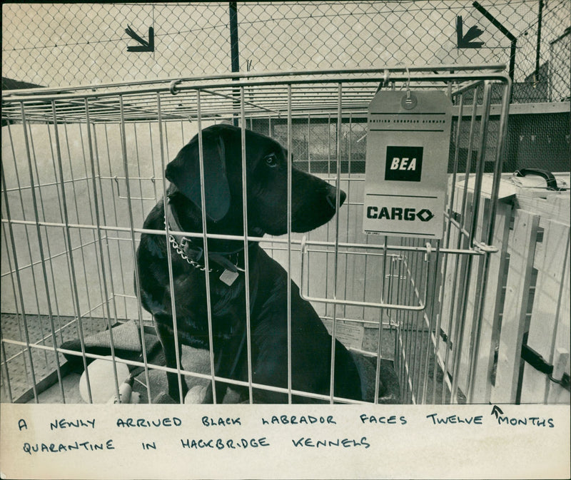 Animal Quarantine - Vintage Photograph