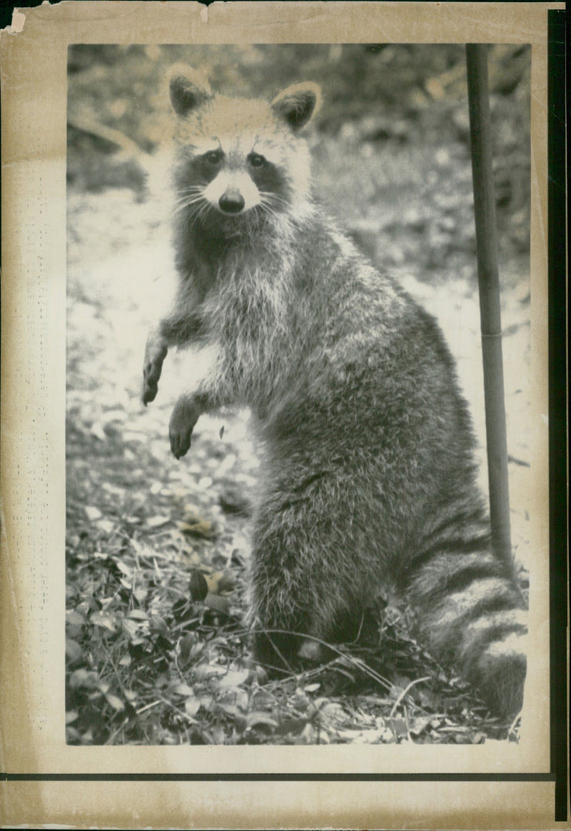 Animal Raccoon. - Vintage Photograph