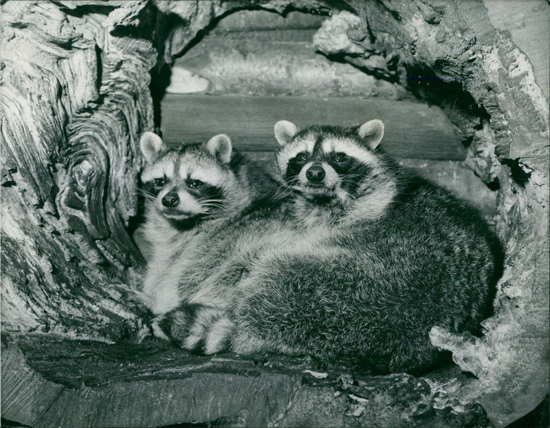 Raccoon is an American animal related to the Bears. - Vintage Photograph