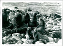 Sea Lion Colony Falkland Islands. - Vintage Photograph