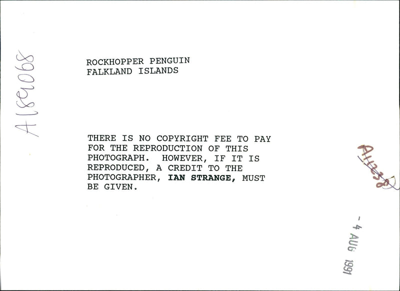 The Rockhopper Penguin Falkland Islands. - Vintage Photograph