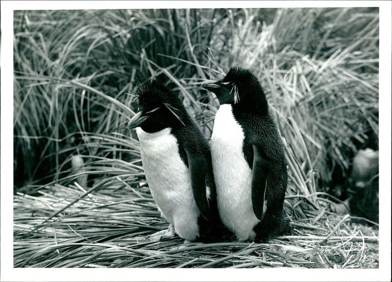 The Rockhopper Penguin Falkland Islands. - Vintage Photograph