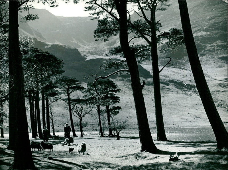 Sunshine and Shadow. - Vintage Photograph