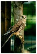 Bird Hospital: Kestrals. - Vintage Photograph