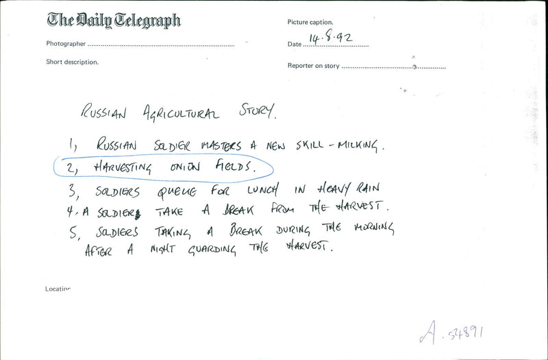 Harvesting Onion Fields. - Vintage Photograph