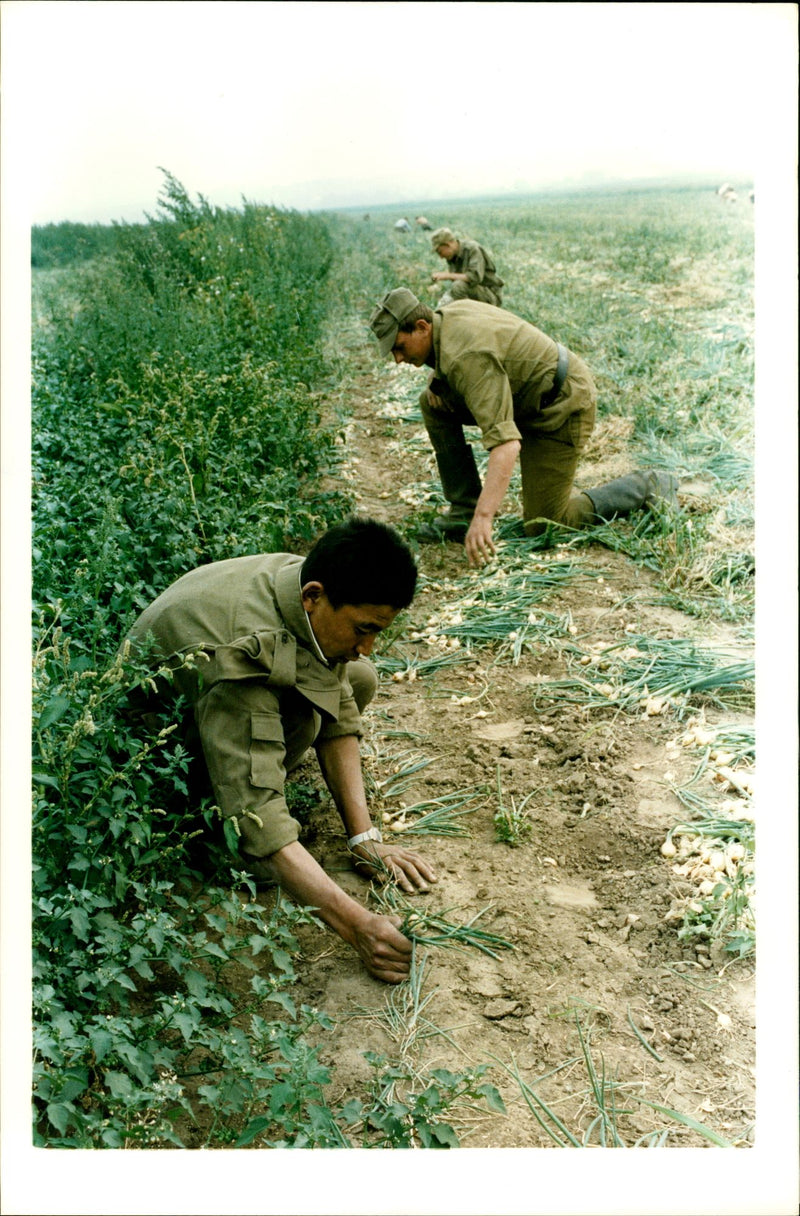 Harvesting Onion Fields. - Vintage Photograph