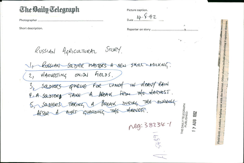 Harvesting onion Fileds. - Vintage Photograph