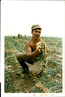 Harvesting onion Fileds. - Vintage Photograph