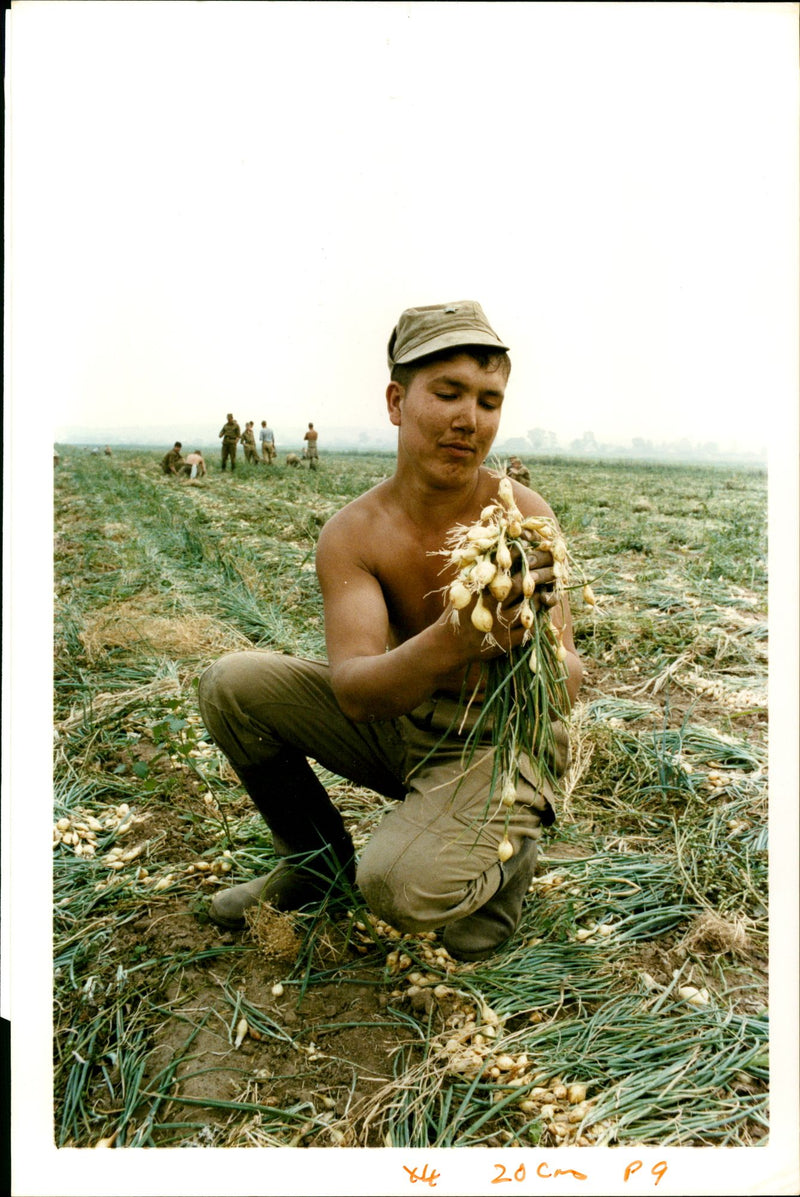 Harvesting onion Fileds. - Vintage Photograph