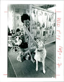 K9 Museum Wales - Vintage Photograph