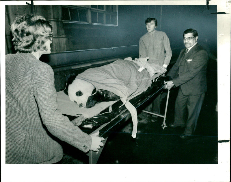 1961 LONDON ZOOS STONE GIANT PANDA BEING TAKEN STRETCHER UNIVERSI OFFICER - Vintage Photograph