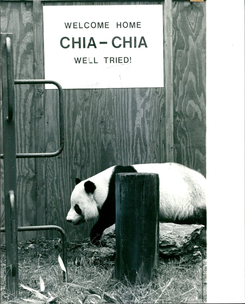 1983 GIANT PANDAS MATING ADVANCES WERE SPURNED LING WASHINGTON WELL - Vintage Photograph