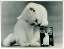 Arthur the cat stock shot. - Vintage Photograph