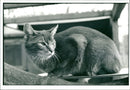 Cat. - Vintage Photograph